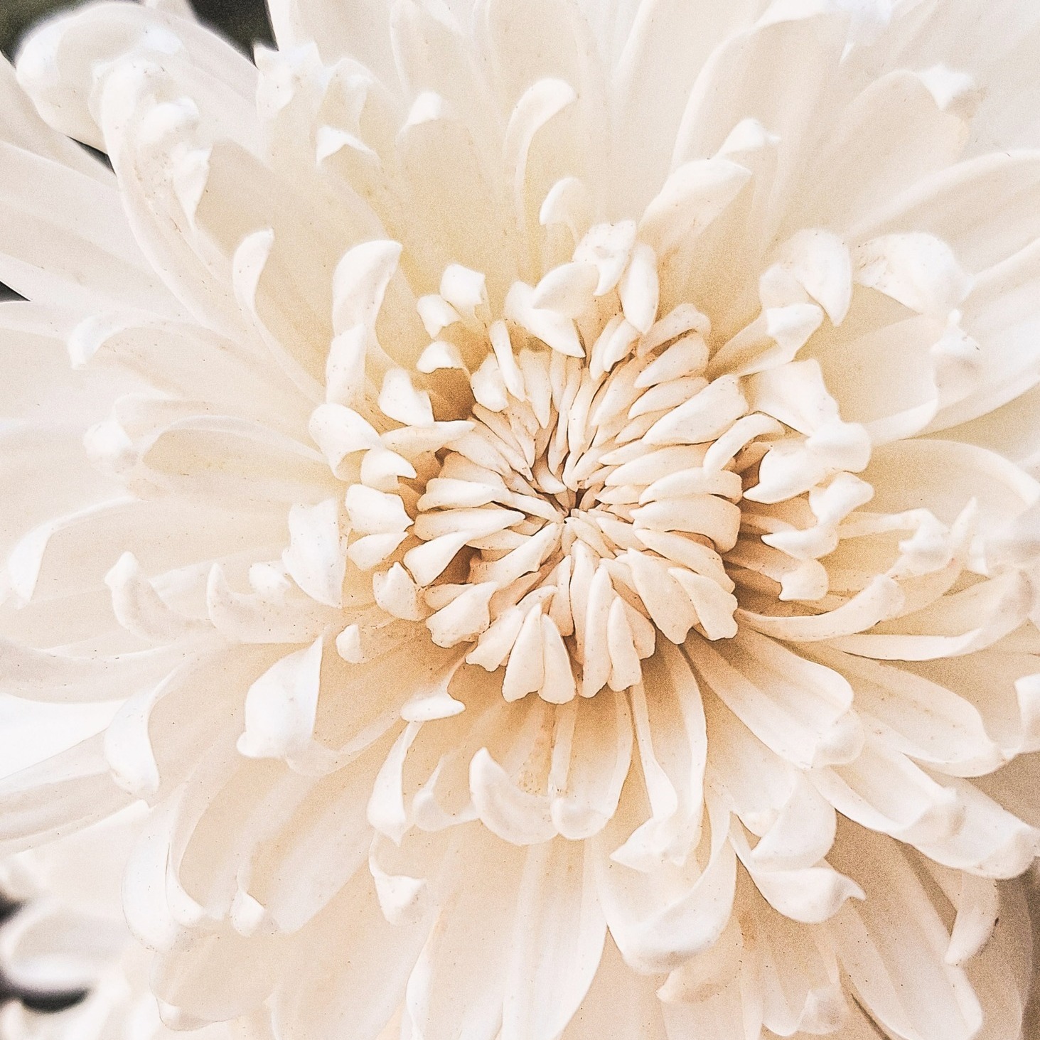 If you were to buy Mum (or your child's mum, or your grandmum, or a loved mother in your life) a bunch of her favourite flowers for Mother's Day, would you know what to buy?  Does she even like flowers? 
.
.
Maybe these are some of the things that you would love to know about her.  I might urge you to find out as soon as possible.  I don't want you to miss out on the opportunity to get to know her.  And while you are asking, add in some extra little questions, and some big ones.
.
.
Not only will you get to know her better but she will feel so loved.  The fact that you took the time to sit with her and listen to the tiny details of her life will speak to her heart.
.
.
So, what is the favourite flower of the Mother in your life?  Let me know in the comments.

#icanbuymyselfflowersbutitsnotthesame  #mothersmatter #itsthelittlethings #mothersday2026 #leavingalegacy