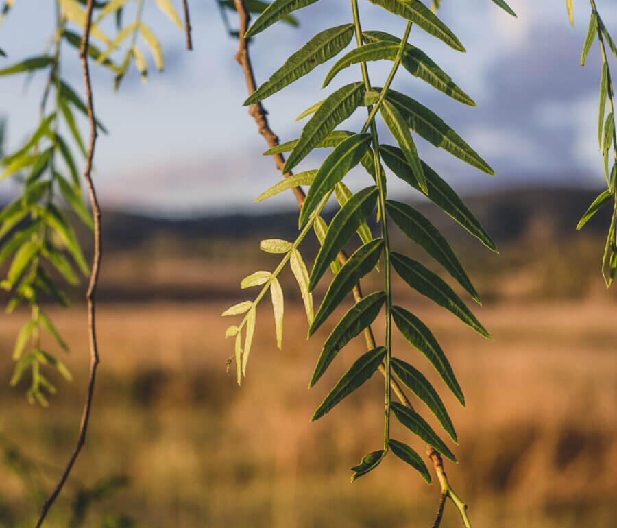 Leaves of a Pepperina Tree